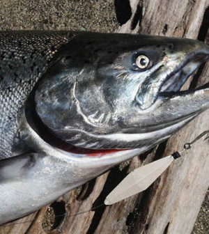 http://salmonuniversity.com/wp-content/uploads/2013/09/ChinookBuzzBomb-300x336.jpg