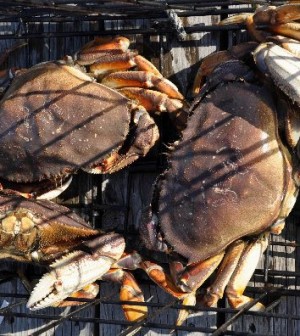 Pot Fishing for Crab – Salmon University