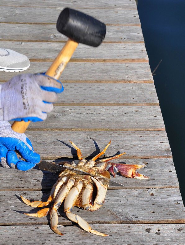 Pot Fishing for Crab Salmon University