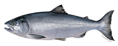 salmon_chum_NB_W