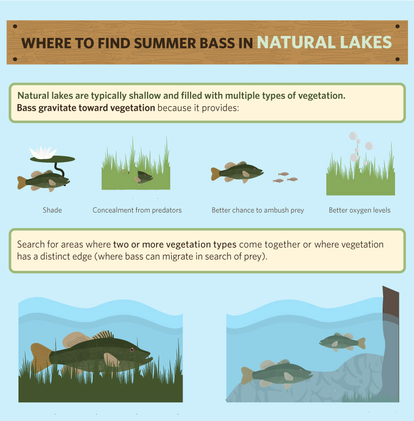 bass fishing infographic