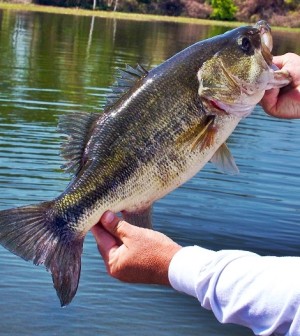 Mastering Carolina Rigging for Powerful Bass Fishing