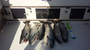 Nice limit of Fraser River Mouth Kings