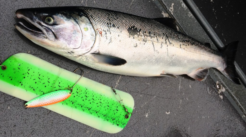 The Irish Flag 3.5 inch spoon was breakfast for this comit coho.