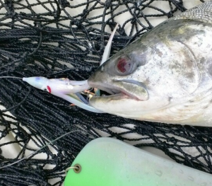The white hootchie lunchtime special put this beauty IN THE NET !