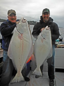 On April 11 Dave got his 60 pounder on a whole Salmon head, and shortly after Ricks 35 pound fish hit a Gibbs/Delta grub tail tipped with salmon belly. 