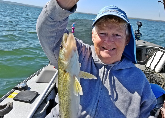 Linda with a walleye caught and released up in the Crab Creek channel about a mile below the power lines in 16 feet of water using a blue smiley blade in 64 degree water. 