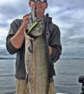 Chinook salmon in Barkley Sound landed using anchovy in a glow army truck teaser head.