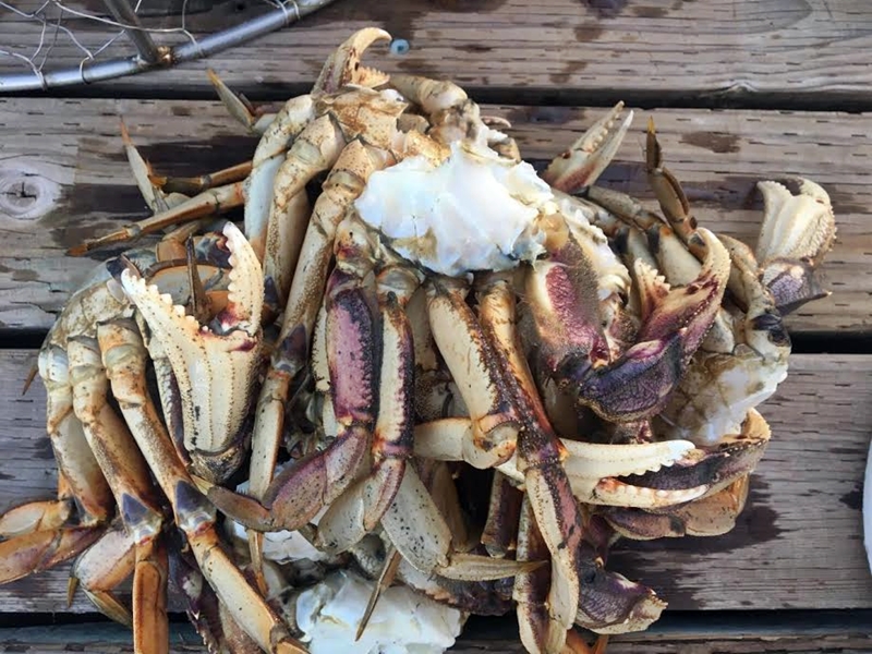  Don't haul the boat out just yet. Crabbing is pretty good in the Islands right now.