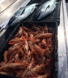 A couple nice winter Chinook and a basket of Spot Prawns 