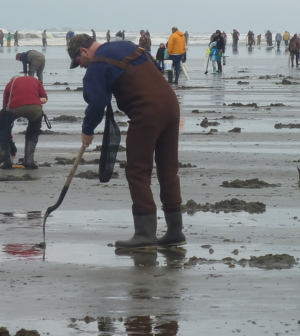 WDFW approves 11 days of coastal razor clam digs starting March