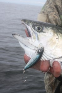 This shallow-running minnow imitation may not have been designed for catching salmon, but it and others like it will certainly do the job when catching is near the surface, as it often is.